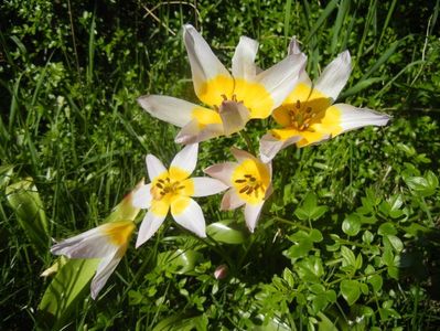 Tulipa Lilac Wonder (2017, April 22)