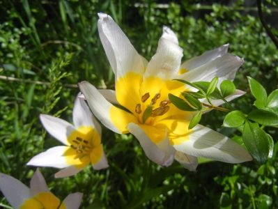 Tulipa Lilac Wonder (2017, April 23)