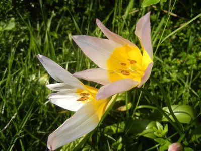 Tulipa Lilac Wonder (2017, April 24)