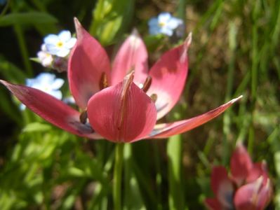 Tulipa Little Beauty (2017, April 16)