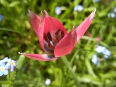 Tulipa Little Beauty (2017, April 16)