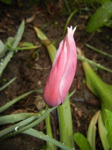 Tulipa Peppermint Stick (2017, April 20)