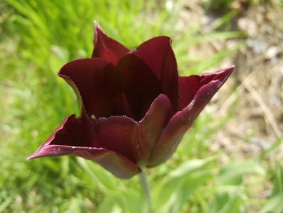 Tulipa Havran (2017, April 16)