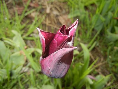 Tulipa Havran (2017, April 17)