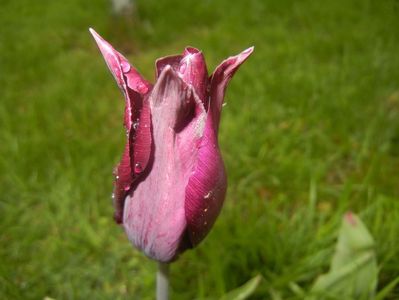 Tulipa Havran (2017, April 20)