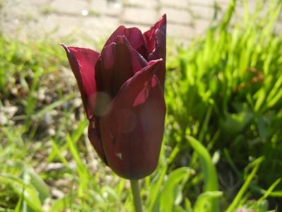 Tulipa Havran (2017, April 22)