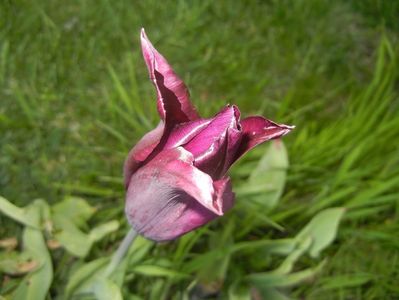 Tulipa Havran (2017, April 24)