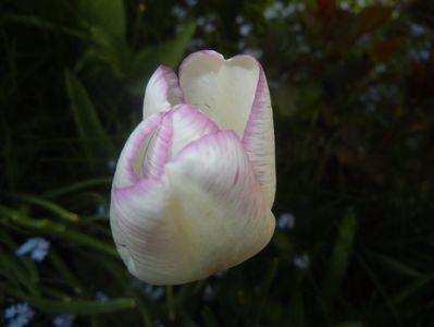 Tulipa Shirley (2017, April 21)