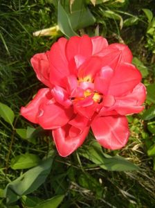 Tulipa Red (2017, April 15)
