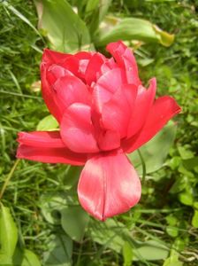 Tulipa Red (2017, April 21)