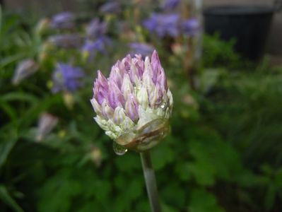 Allium Purple Sensation (2017, April 28)