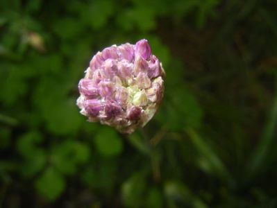Allium Purple Sensation (2017, April 28)