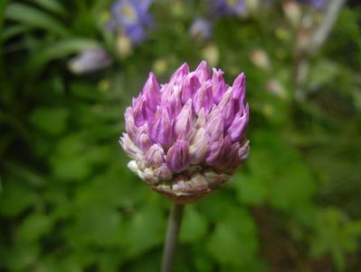 Allium Purple Sensation (2017, April 29)