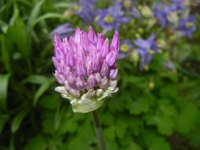 Allium Purple Sensation (2017, April 30)