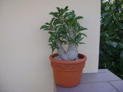 Pachypodium saundersii