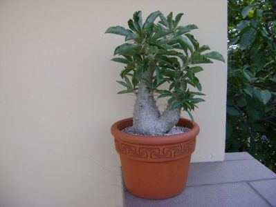 Pachypodium saundersii