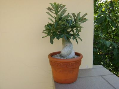 Adenium obesum