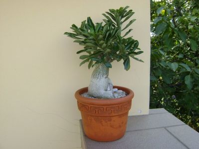 Adenium obesum