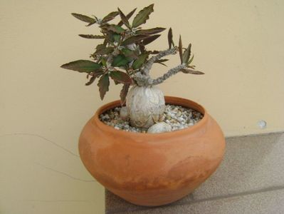 Euphorbia suzannae-marnierae