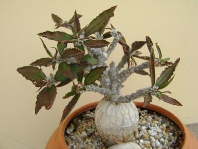 Euphorbia suzannae-marnierae