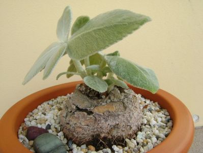 Sinningia leucotricha