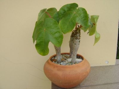 Jatropha podagrica