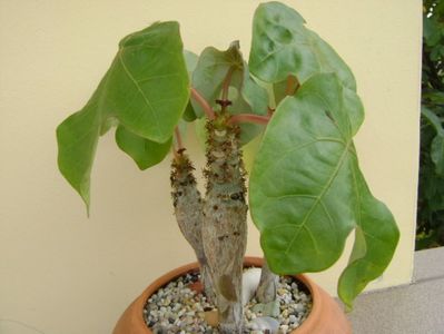 Jatropha podagrica