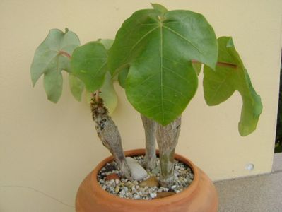 Jatropha podagrica