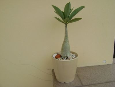 Adenium arabicum "Tiny Ding-dong"