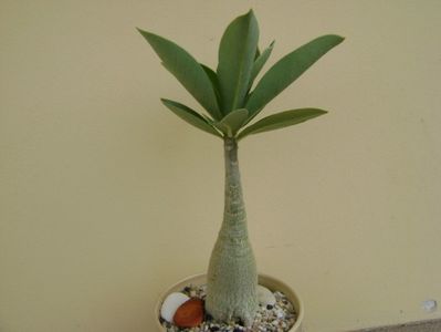 Adenium arabicum "Tiny Ding-dong"