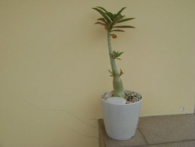 Adenium somalense