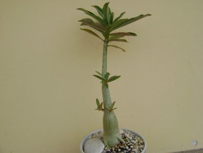 Adenium somalense