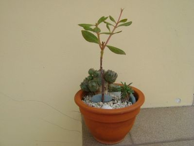 Grup de 3 plante; Talinum paniculatum
Euphorbia pseudoglobosa
Euphorbia x japonica
