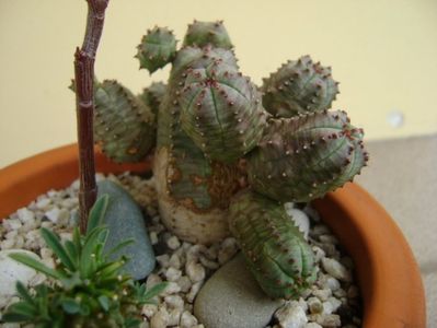 Euphorbia pseudoglobosa