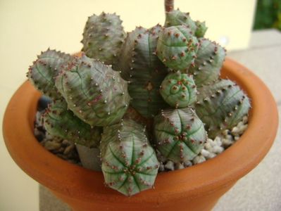 Euphorbia pseudoglobosa