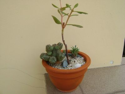 Grup de 3 plante; Talinum paniculatum
Euphorbia pseudoglobosa
Euphorbia x japonica
