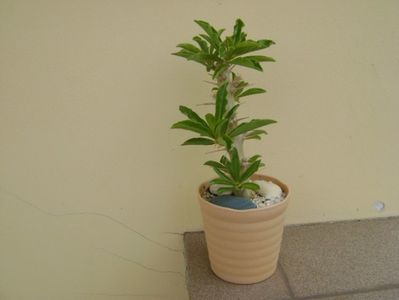 Pachypodium saundersii