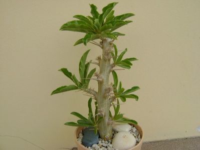 Pachypodium saundersii