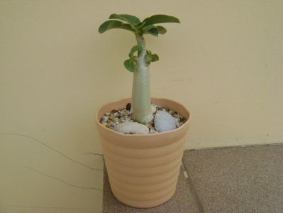 Adenium Thai socotranum "Golden Crown"