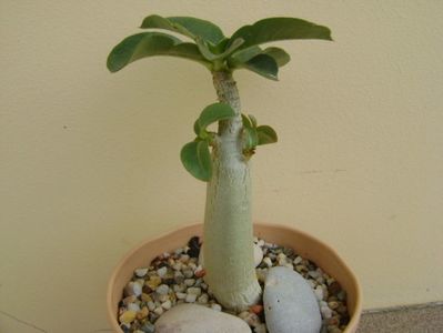 Adenium Thai socotranum "Golden Crown"