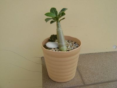 Adenium arabicum "Black Pearl"