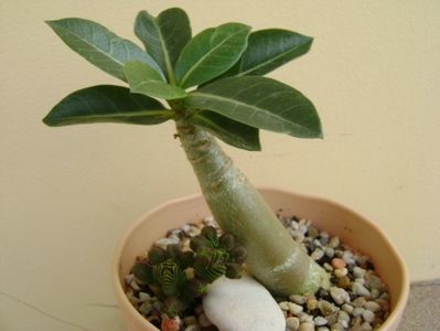 Adenium arabicum "Black Pearl"