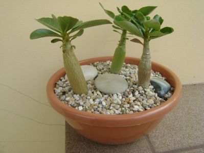 Grup de 3 Adenium; Adenium obesum “YellowSoon”
Adenium obesum “Star Of Black Night”
Adenium Arabicum “Desert Night Fork”
