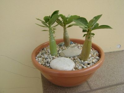 Grup de 3 Adenium; Adenium obesum “YellowSoon”
Adenium obesum “Star Of Black Night”
Adenium Arabicum “Desert Night Fork”
