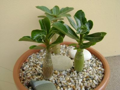 Grup de 3 Adenium; Adenium obesum “YellowSoon”
Adenium obesum “Star Of Black Night”
Adenium Arabicum “Desert Night Fork”
