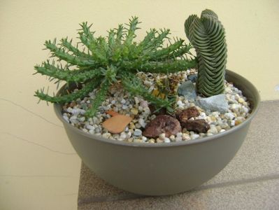 Grup de 3 plante; Euphorbia flanaganii
Crassula cv. Buddha’s Temple
Crassula pyramidalis
