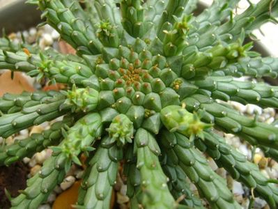 Euphorbia flanaganii