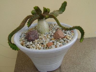 Euphorbia stellata