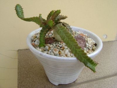 Euphorbia stellata