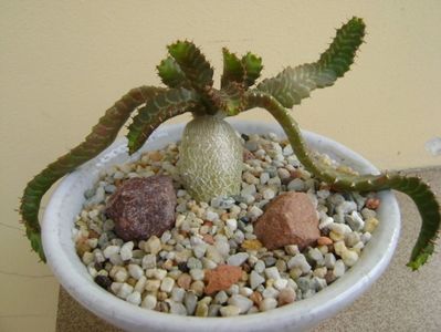 Euphorbia stellata